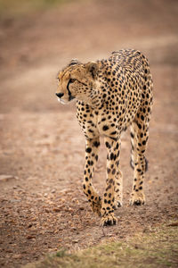 Cheetah walking on field