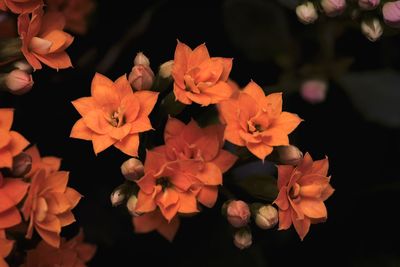 High angle view of orange flowering plant