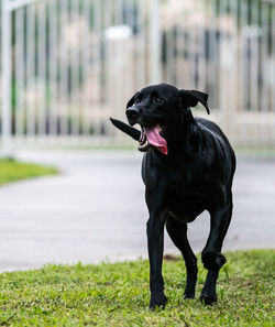 Black dog standing on field