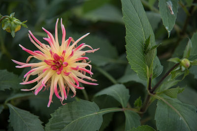 Close-up of pink flower