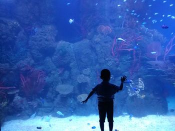 Rear view of silhouette man standing in aquarium