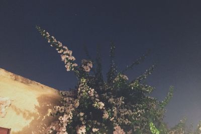 Low angle view of trees against clear sky