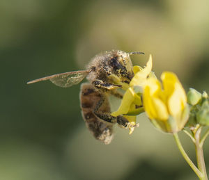 Close-up of bee on flower