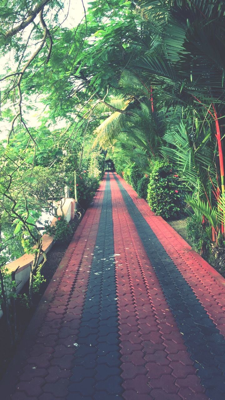 tree, growth, nature, outdoors, the way forward, no people, day, green color, leaf, beauty in nature