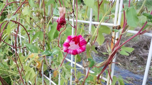 Close-up of flowers blooming outdoors