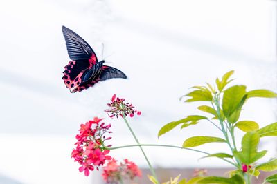 Close-up of butterfly pollinating on flower