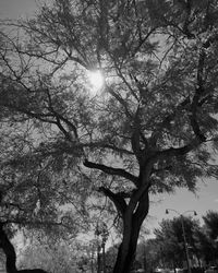 Low angle view of bare trees against sky