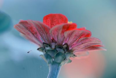 Close-up of red flower against blurred background