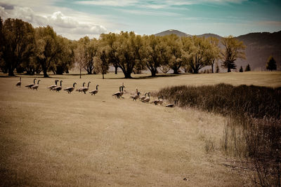 View of birds on field against sky