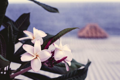 Close-up of frangipani blooming against sky