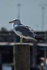 Close-up of seagull perching on wooden post