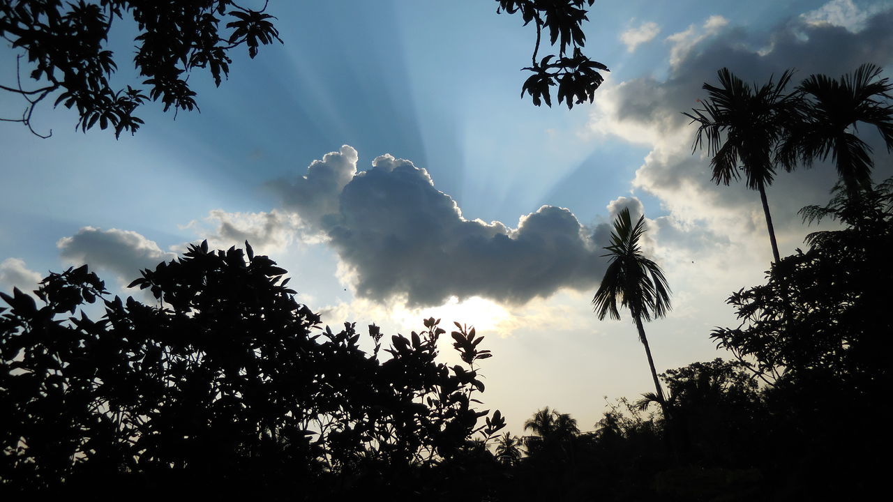 tree, sky, plant, cloud, nature, silhouette, sunlight, darkness, palm tree, beauty in nature, tropical climate, low angle view, morning, no people, outdoors, tranquility, growth, scenics - nature, environment, land, dusk, leaf