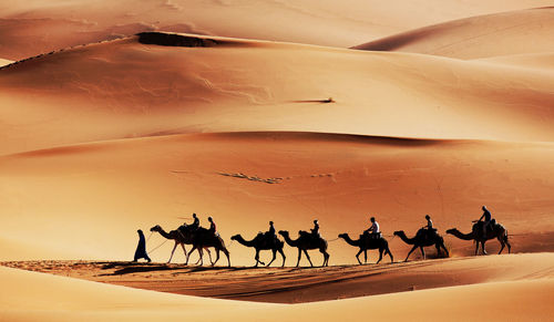 Silhouette of men riding camels in the desert
