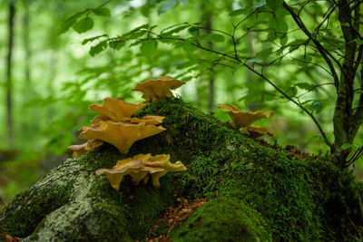 Close-up of yellow flowering plant on moss