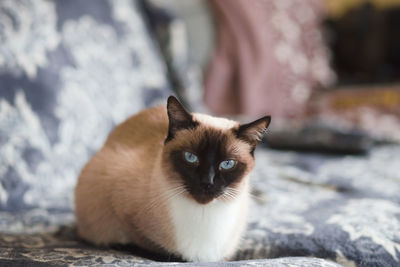 Portrait of cat relaxing outdoors