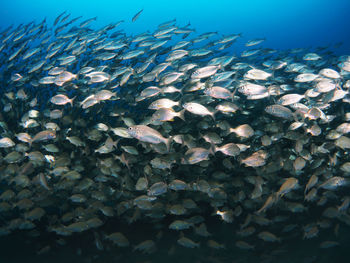 Fish swimming in sea