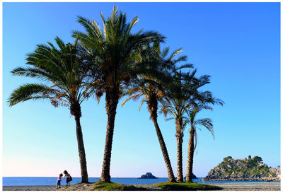 Palm trees by sea against clear blue sky