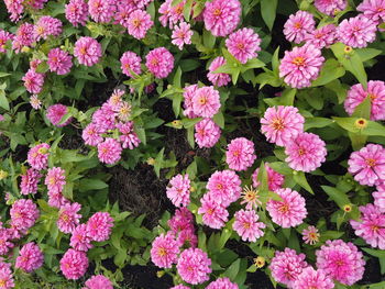 High angle view of pink flowering plants