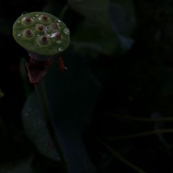 Close-up of water drops on flower