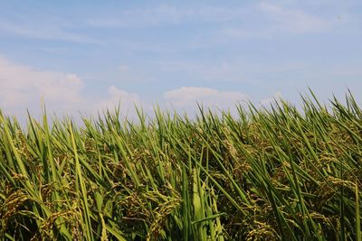 Crops growing on field against sky