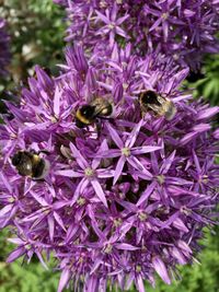 Close-up of honey bee pollinating on purple flower