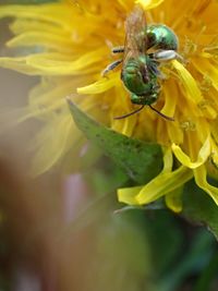 Close-up of insect on yellow flower