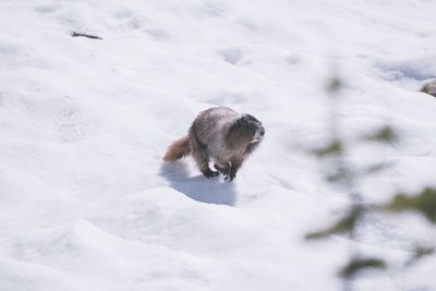 Marmot running on snow covered land