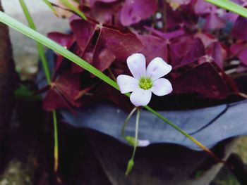 Close-up of purple flowering plant