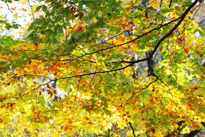 Low angle view of tree