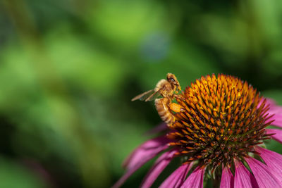 Close-up of bee pollinating on flower