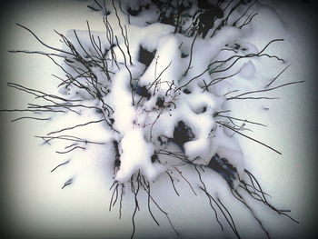 Bare trees against sky