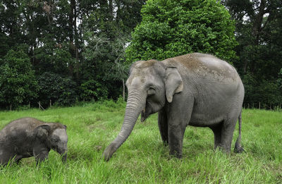Elephants on grassy field