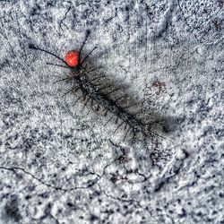 High angle view of ladybug on snow