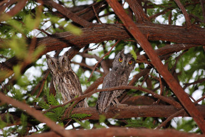 Low angle view of squirrel on tree