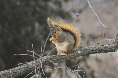 Squirrel on tree