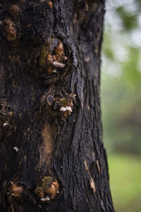 Close-up of a tree trunk