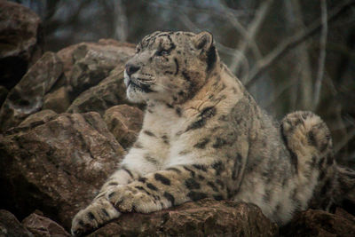 View of a cat looking away