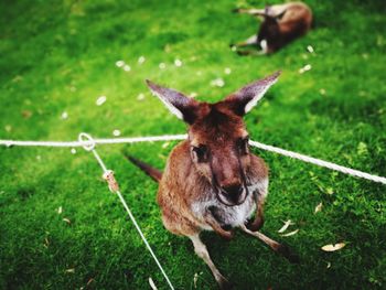 Close-up of donkey on field