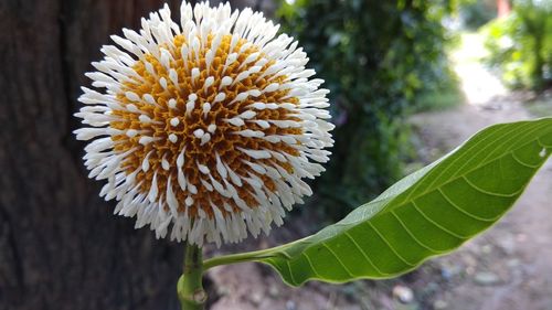 Close-up of flower blooming outdoors