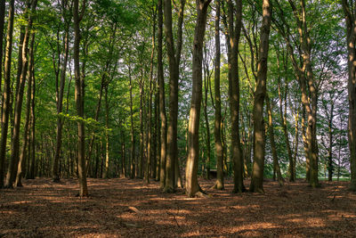 Trees growing in forest