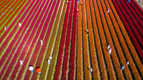 Aerial view flower field form above, rows of flower at flower farm, aerial view beautiful, thailand.
