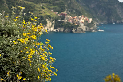 Scenic view of sea and yellow flowering plants