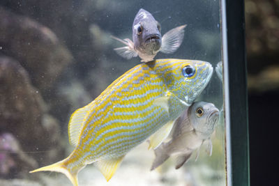 Close-up of fish swimming in aquarium