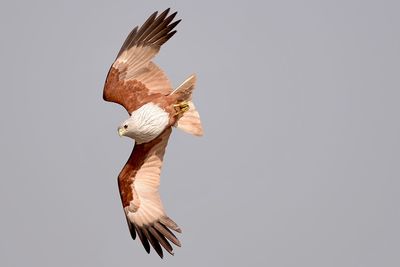 Low angle view of eagle flying against clear sky