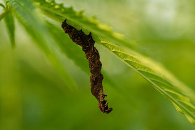 Close-up of insect on plant