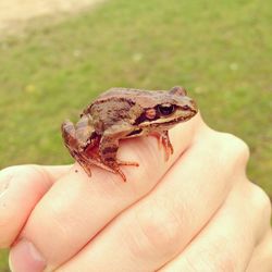 Close-up of hand holding crab