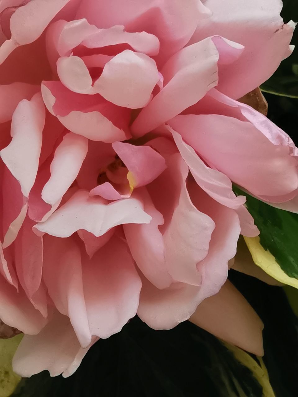 CLOSE-UP OF PINK ROSE PLANT