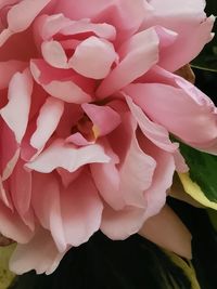 Close-up of pink rose