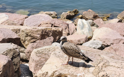Bird perching on rocks at shore