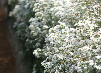 Close-up of white flowering plant